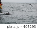 イルカウォッチング