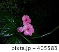 水滴に濡れたインパチェンスの花