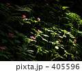 群生するインパチェンスの花