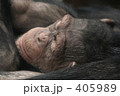 ゴリラの昼寝