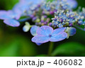 青紫色のアジサイ