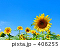 向日葵０２