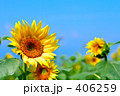 向日葵０４