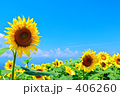 向日葵０５