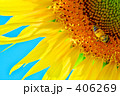 向日葵１１