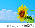 向日葵１３