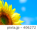 向日葵１４