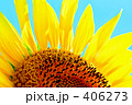 向日葵１５