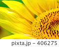 向日葵１６