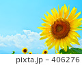 向日葵１７