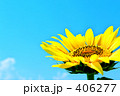 向日葵１８