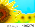 向日葵１９