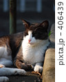 のらねこ　#1