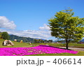 芝桜