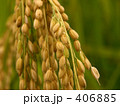 稲穂