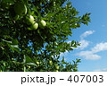 青りんご