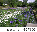 花菖蒲