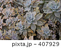 花のような多肉植物