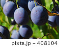プルーン