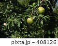ラフランス