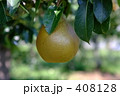 セイヨウナシ