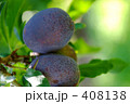 木漏れ日とプルーン