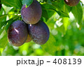 木漏れ日とプルーン