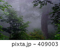 霧のブナ林