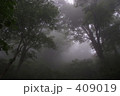 霧の原生林