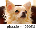 「ちーちゃん」の写真 [409058]