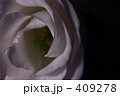 寂しそうなバラ