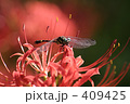曼珠沙華と蜻蛉