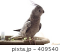 オカメインコ（全身）