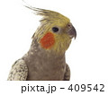 オカメインコ（顔）