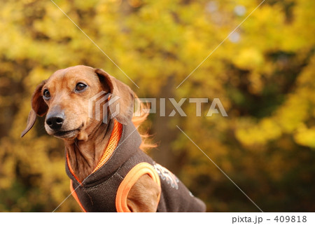 犬 ダックスフンド ミニチュアダックス