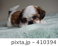 子犬の写真