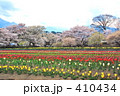 桜とチューリップ