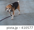 ビーグル犬