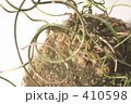 苔玉４