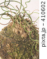 苔玉２