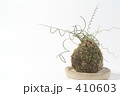 苔玉