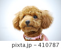 「犬・トイプードル」の写真 [410787]