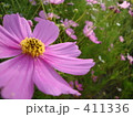 秋桜