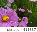 こすもす