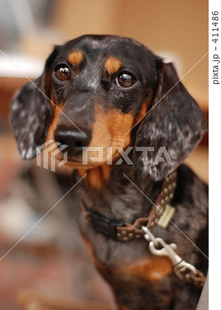 犬 黒い犬 ダックス
