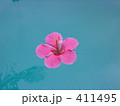 水面のハイビスカス