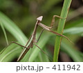 カマキリ