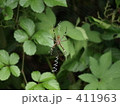 ナガコガネグモ