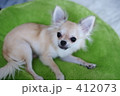 クッションに横たわる