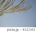 すすき